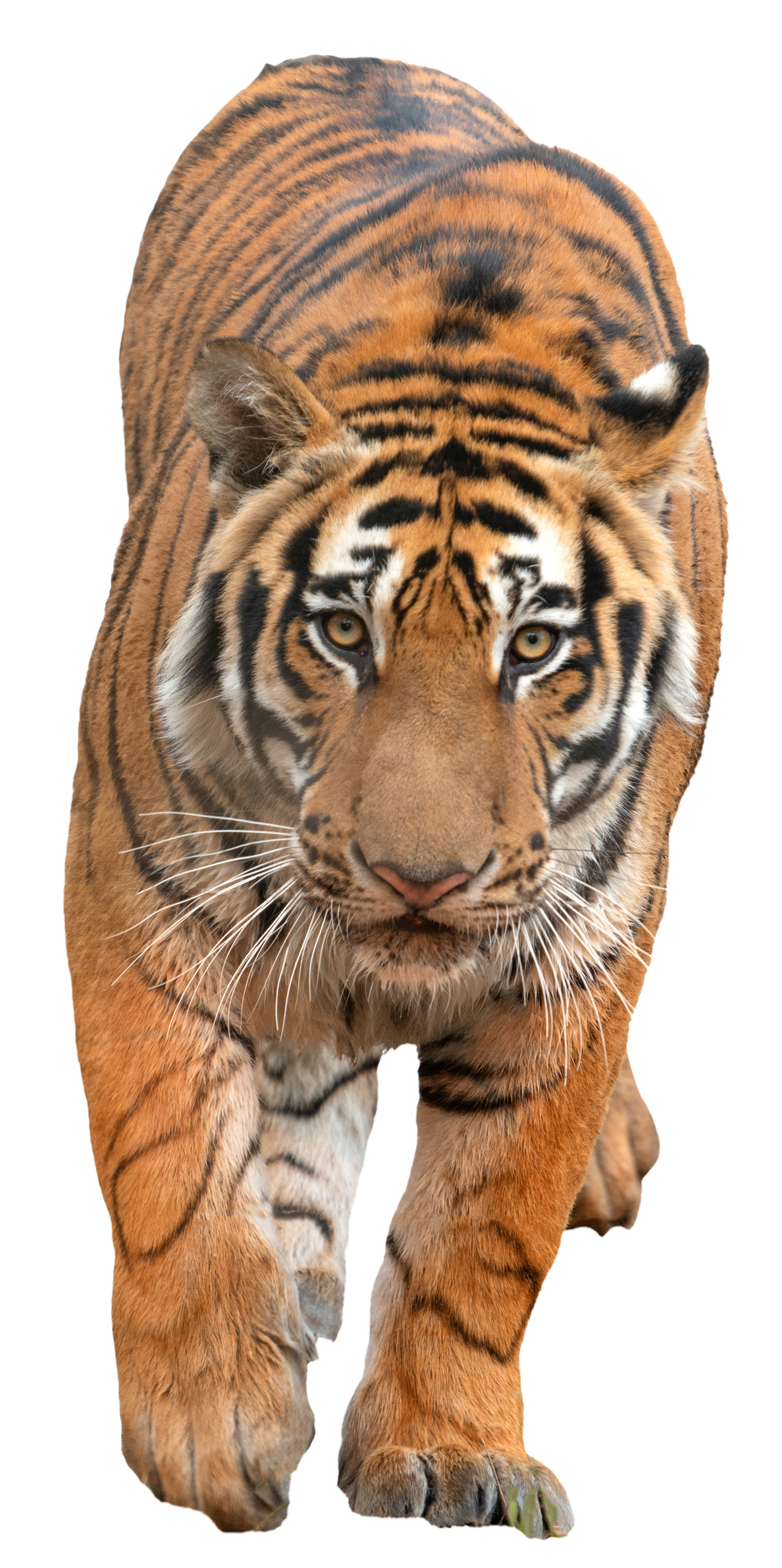 bengal tiger